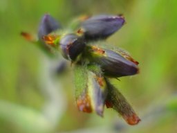 Babiana bainesii early bud phase